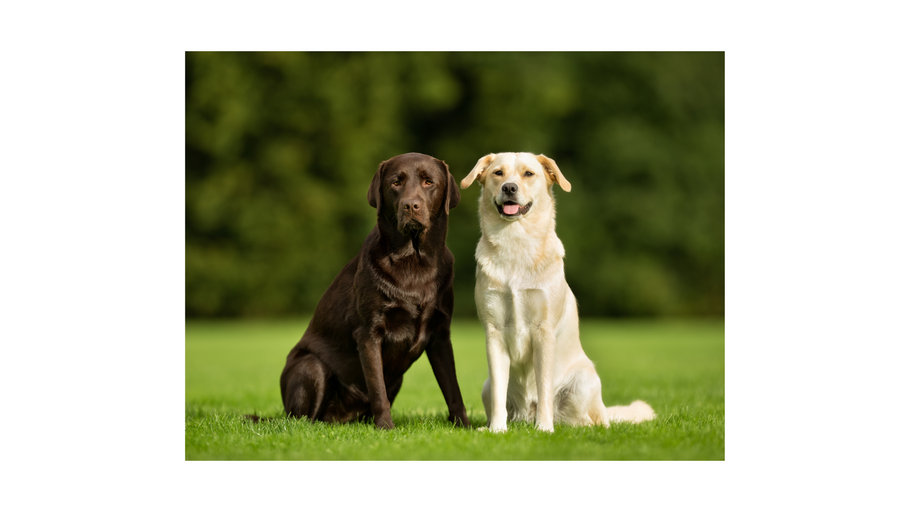 Dogs are humans' oldest companions, DNA shows
