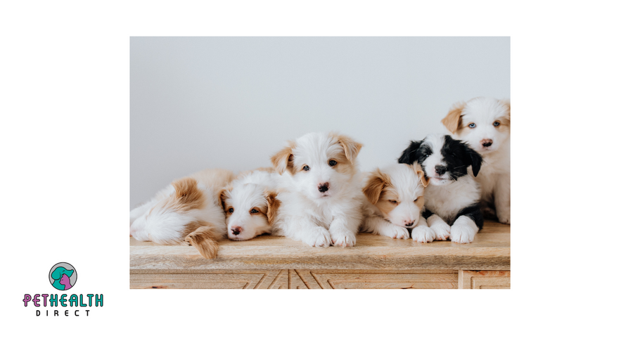Pet owners warned to be wary of being ‘Petfished’