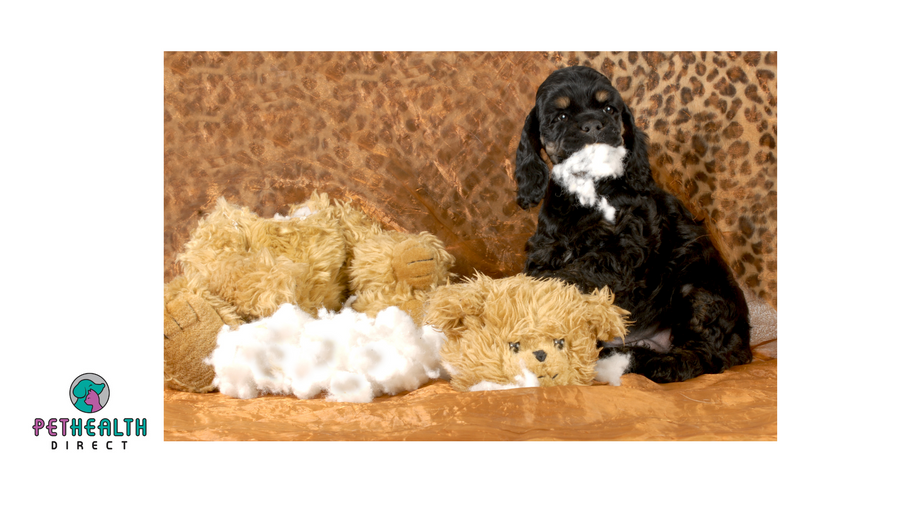 Young dogs go through moody “adolescent” phase