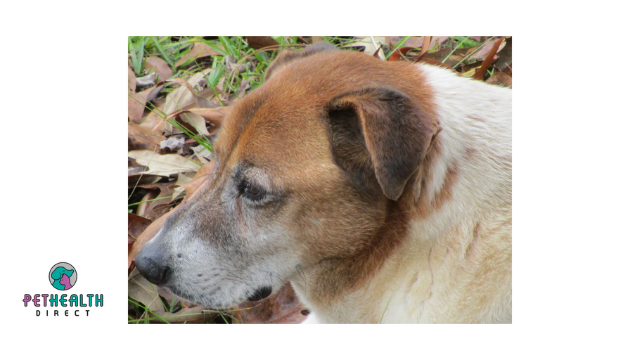 Your dog's personality changes with age, study finds. Here's how.