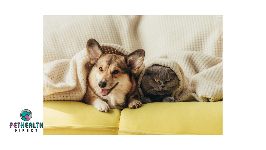 Brits turn to pets for lockdown support – survey