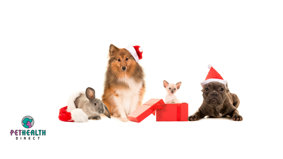 A Guide to Pet Safety During the Holiday Season