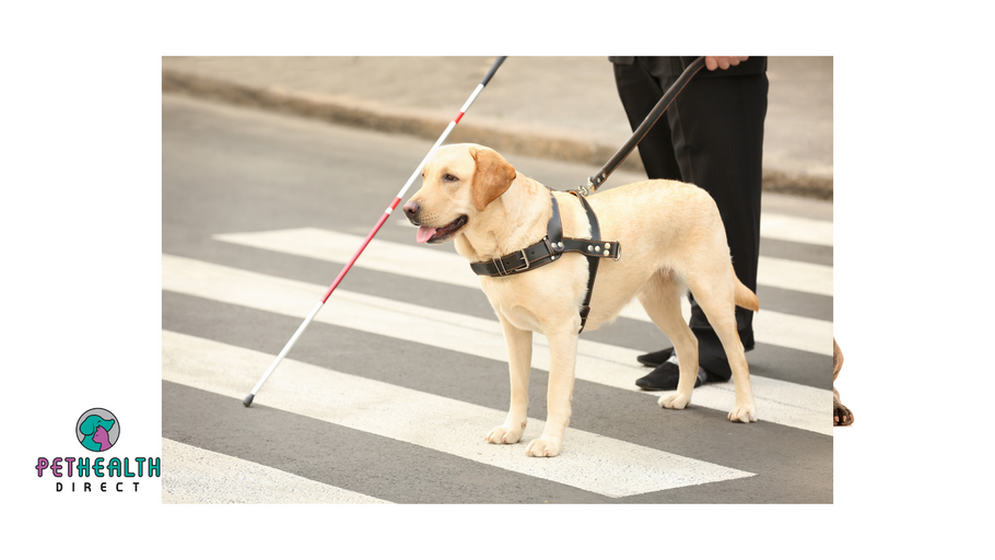 The surprising science behind guide dog puppies
