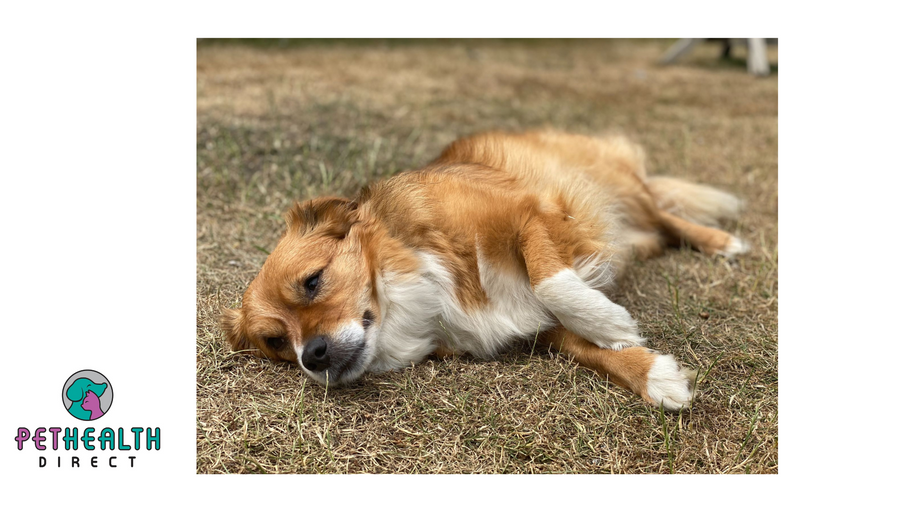 Saharan Scorcher: THIRD of people don’t know what to do if their dog has heatstroke