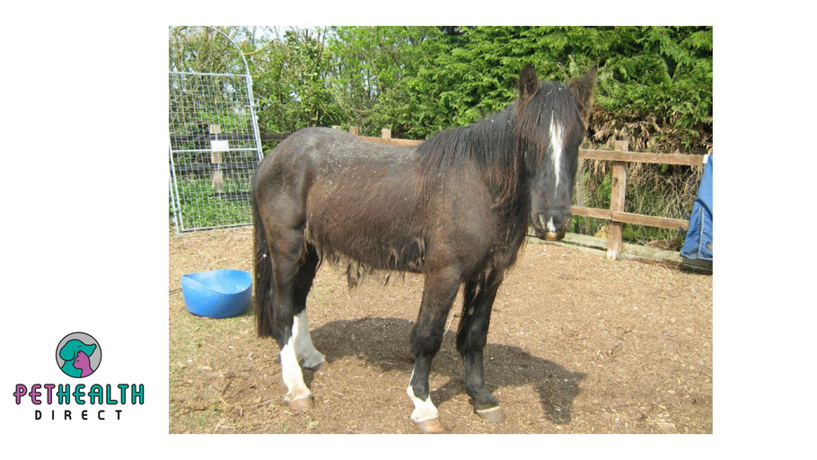 Rehomed redwings horses celebrate success at the Royal Norfolk show