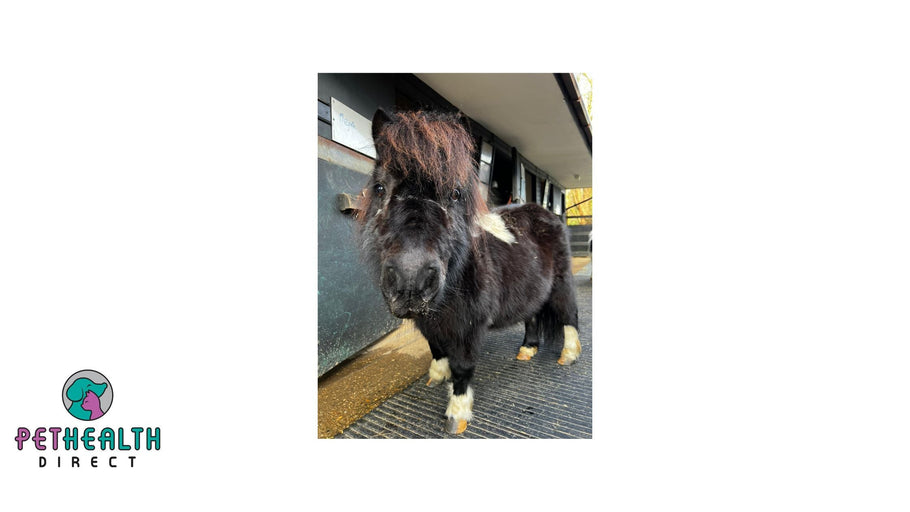 Suffering Shetland starts New Year happy and healthy thanks to specialist care