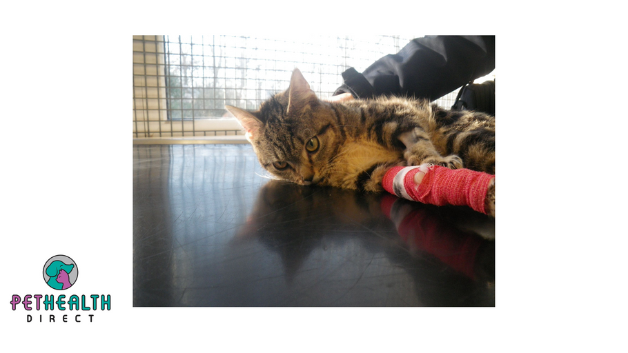 Kittens who suffered life threatening injuries have now found their purrfect forever home