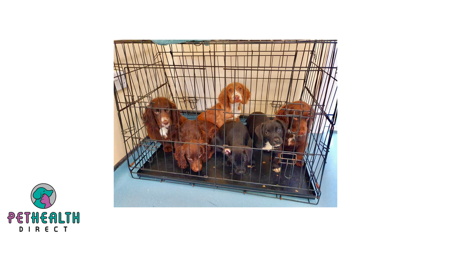 Puppy dumped in cage at roadside becomes crime fighting super-pup!
