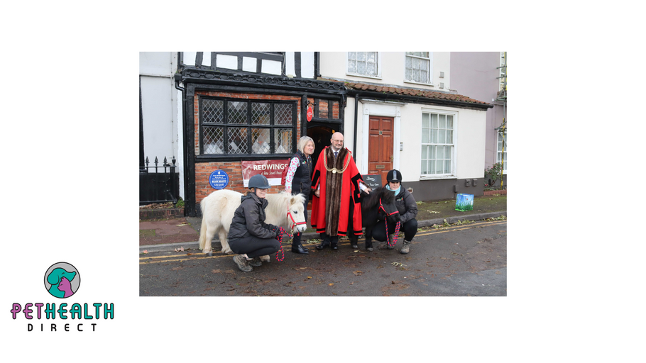 REDWINGS OPENS ‘BLACK BEAUTY’ HOUSE TO THE PUBLIC