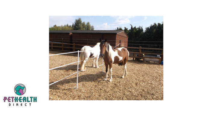 NEW RESCUE PONIES MADDISON AND POPPY JOIN REDWINGS AYLSHAM
