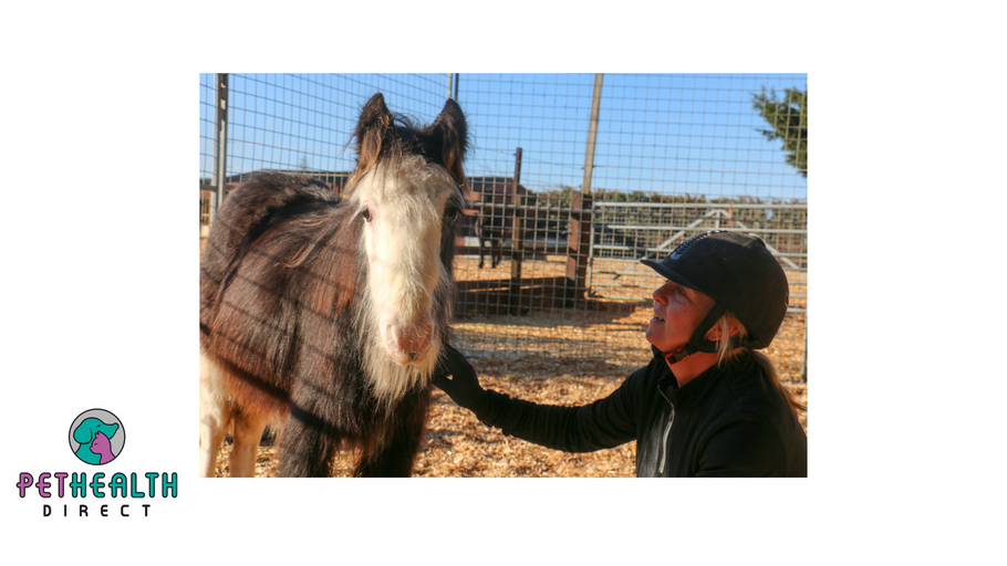 Suffering foal found upside down in rubble is now doing well in Redwings’ care
