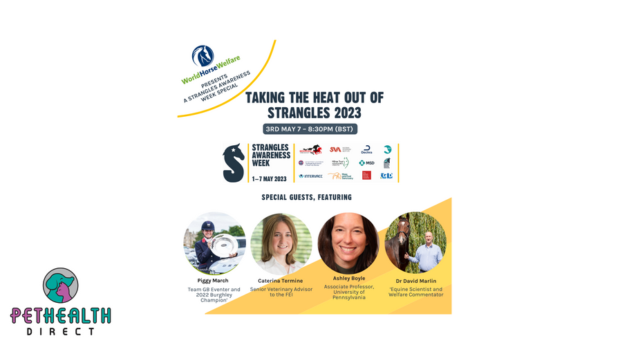 HORSE OWNERS INVITED TO FREE ONE-OFF WEBINAR DURING NEXT WEEK’S STRANGLES AWARENESS WEEK