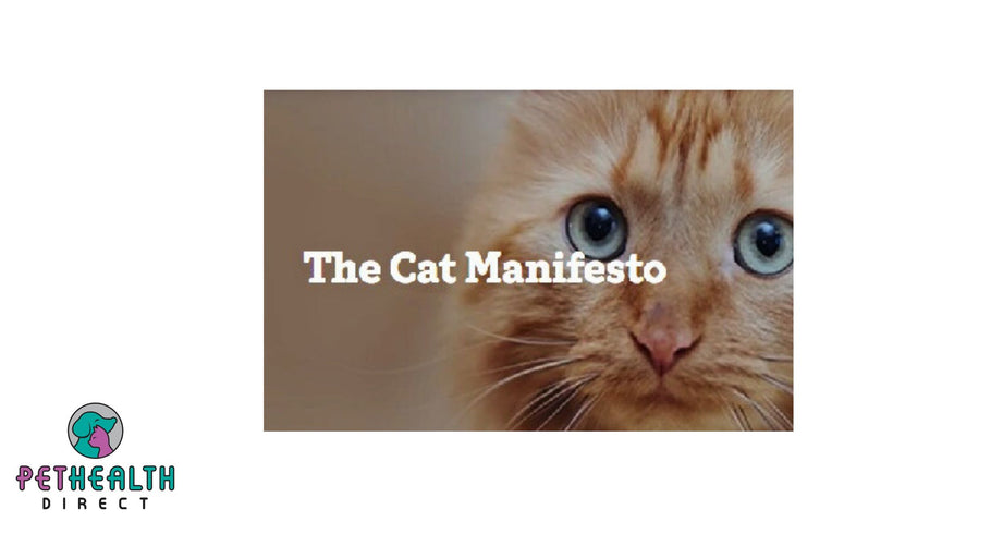 Ten ways to celebrate International Cat Day on 8 August 2024