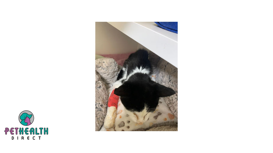 Appeal after emaciated cat dumped in box on doorstep near Canterbury