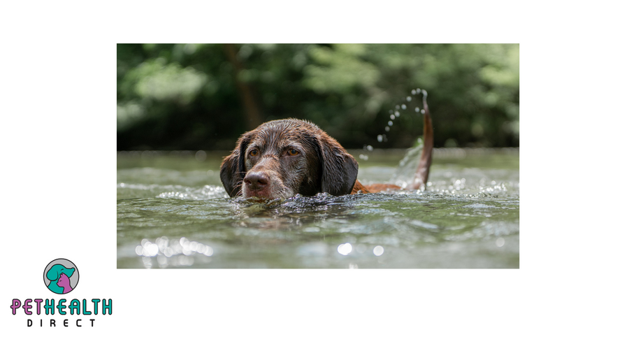 Stay away from blue-green algae and keep your dogs safe