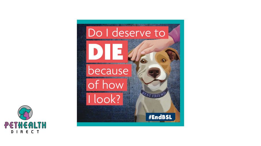 These dogs don’t deserve to die’: UK’s leading animal welfare and vet groups call for urgent end to breed specific legislation