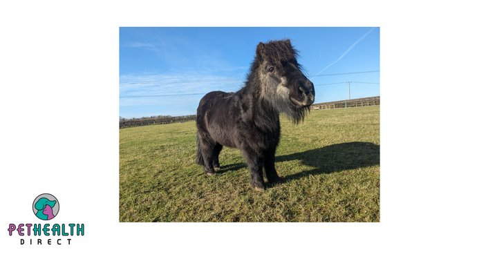 *STRONG IMAGES* EMACIATED SHETLAND PONY TOTALLY TRANSFORMED AFTER RESCUE