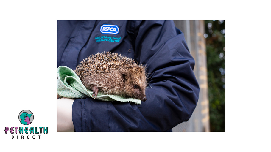 RSPCA braced for a spike in hedgehog calls as busiest month combines with heatwave