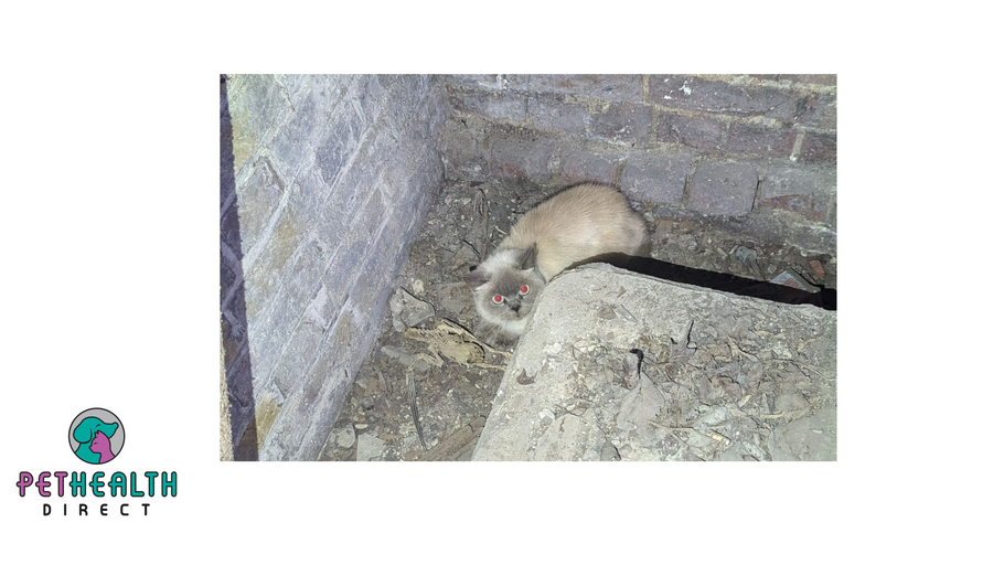 Cat-acombs ordeal! Feline trapped under St. Paul’s Cathedral rescued by RSPCA
