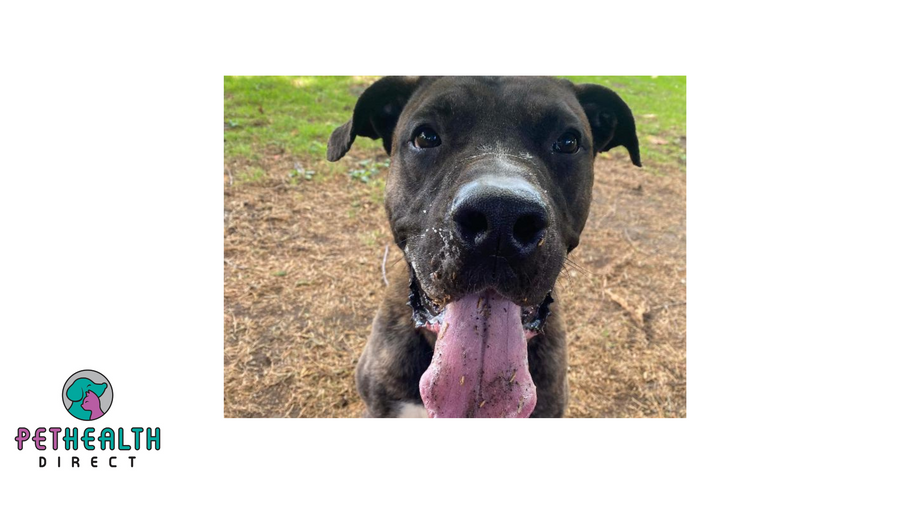 Big Friendly Giant dreams of finding new family after 92 days at animal shelter