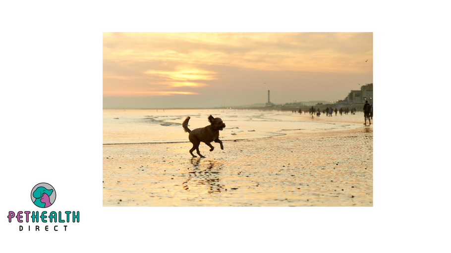 Do we really understand our dogs? Fifth of people don’t believe dogs feel sadness