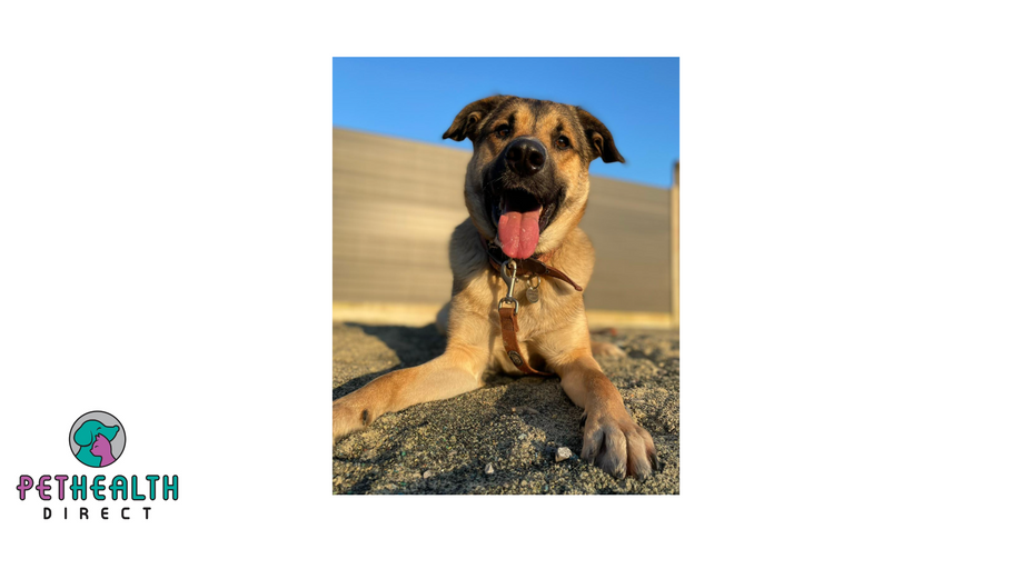 RSPCA appeals for ‘calm and soothing’ audiobooks to play to dogs