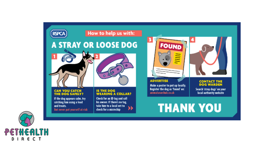 RSPCA top tips: How to help a stray dog