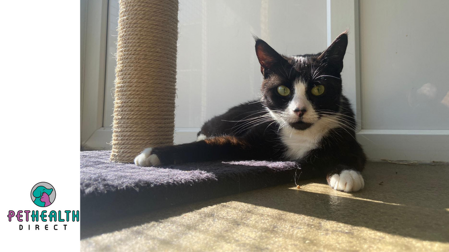 Furless Felix is looking for her fur-ever home after four months being rehabilitated in RSPCA care
