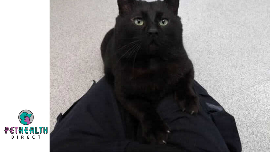 ‘Scaredy cat’ Harry is now feeling much more confident and ready to find his fur-ever home