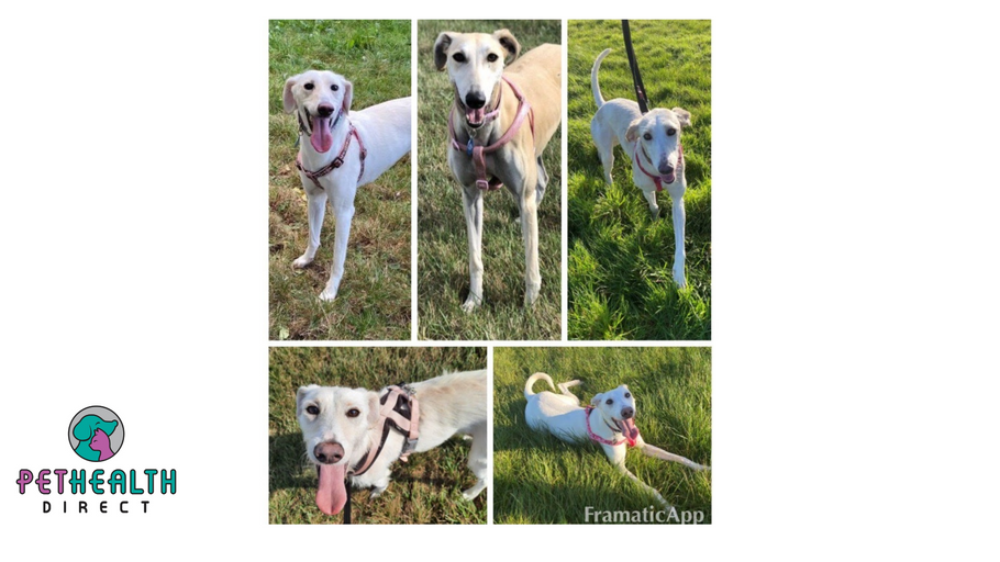 RSPCA staff seek homes for ‘lovable’ lurchers