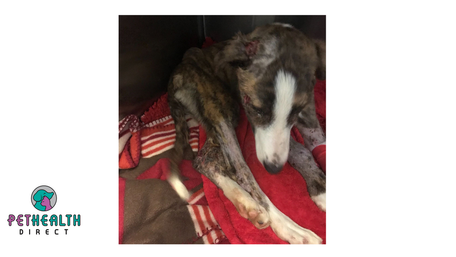 RSPCA appeals for information after severely injured lurcher puppy thrown over garden fence