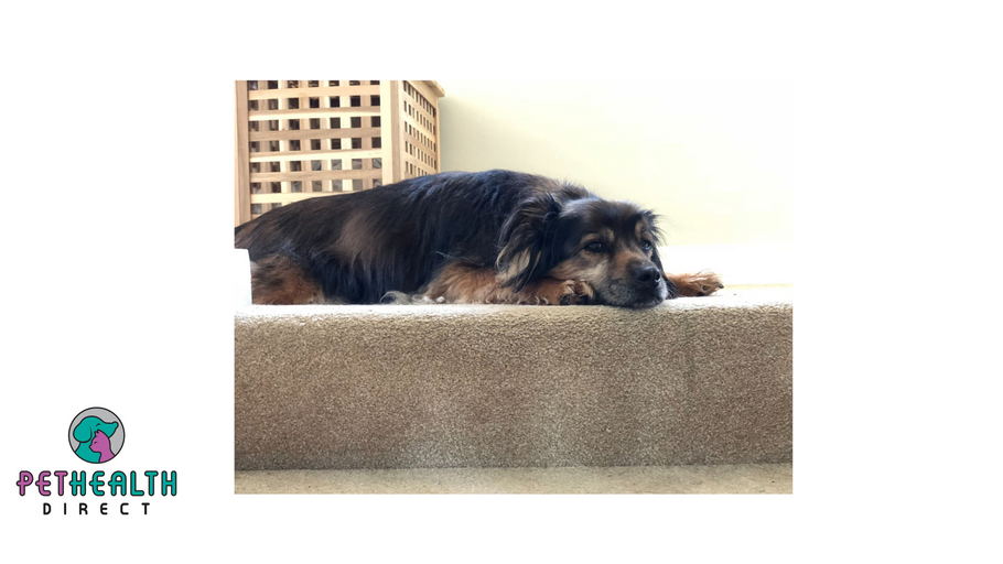 Five tips to help your dog be happy home alone as you head back to the office