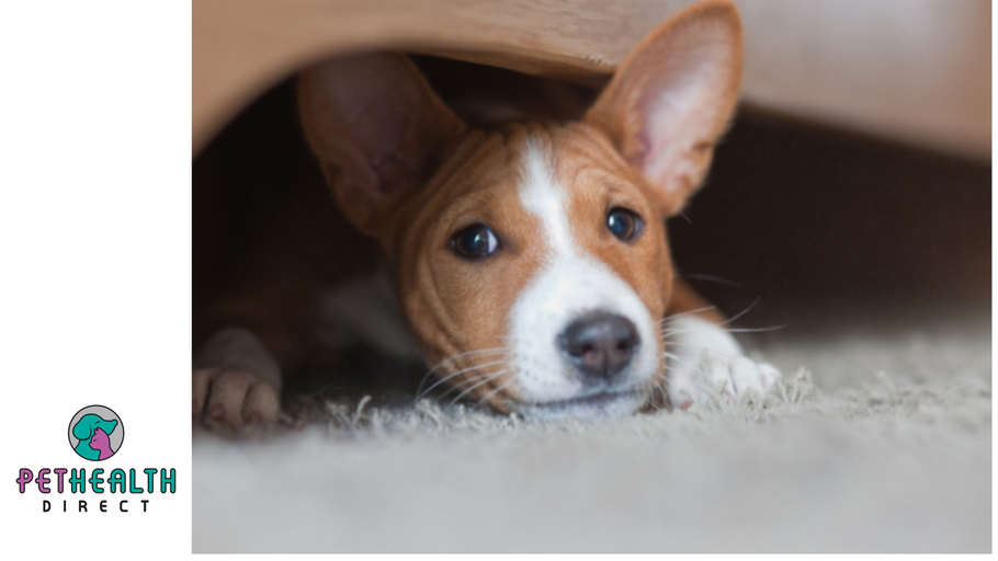 Do animals suffer from post-traumatic stress?