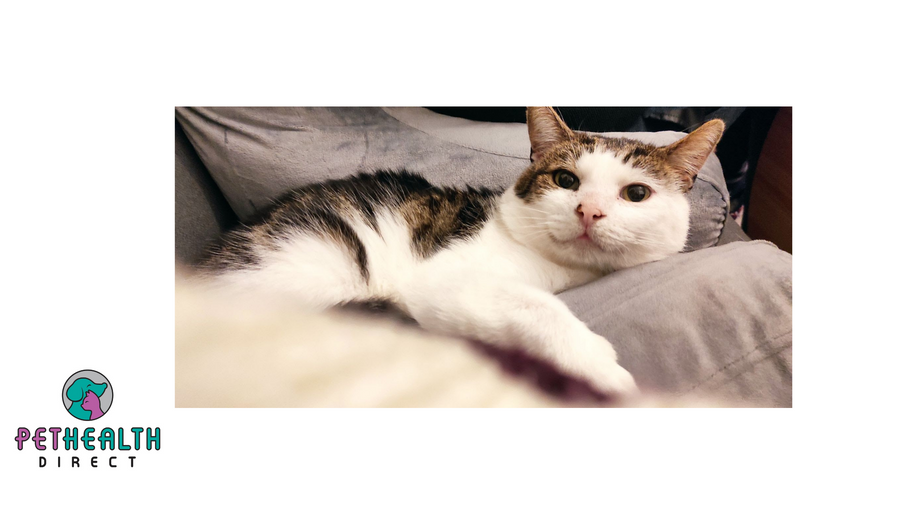 Stressed out cats looking for purrfect homes to calm their nerves