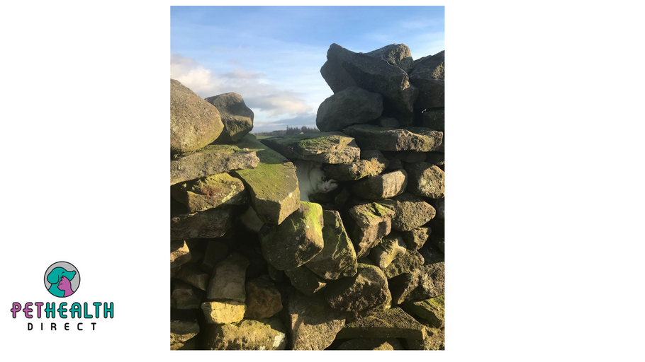 RSPCA rescuer dismantles stone wall to free trapped, frightened cat