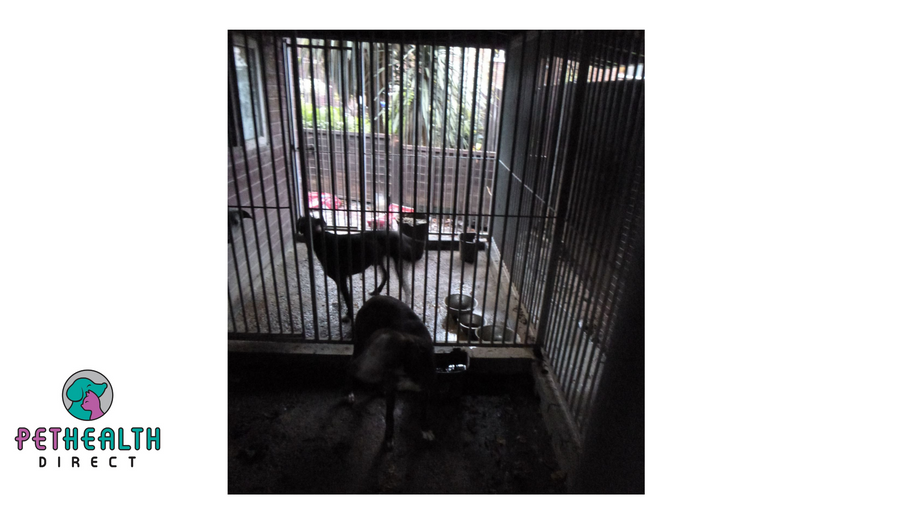 Family members in court for hunting wildlife with dogs and keeping pets in poor conditions