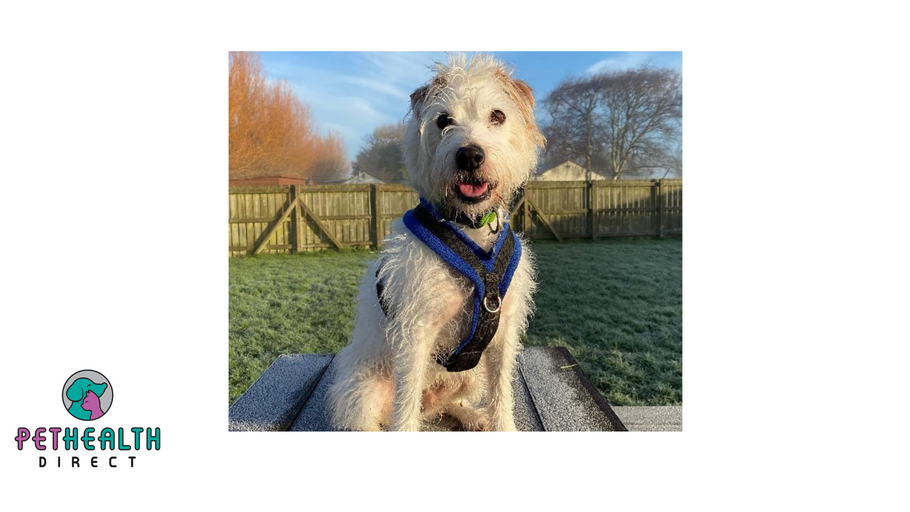 RSPCA rehoming appeal for unwanted dog who has spent 500 days in kennels