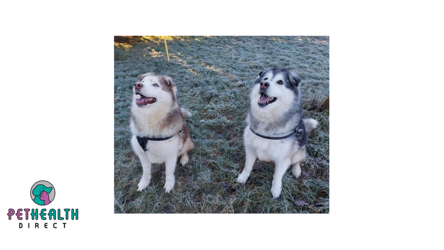 Dogs who had never been in a house or worn a collar now search for forever home together