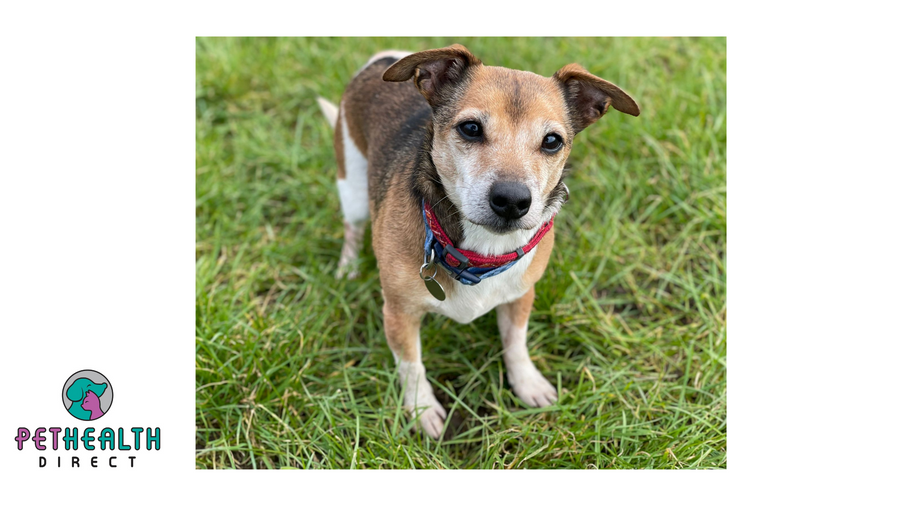 Golden oldies with combined dog age of 264 seek retirement homes to call their own!