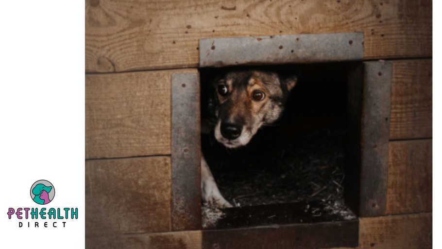 Nervous new puppy? Plan ahead to avoid doggy distress this fireworks season, warn vets.