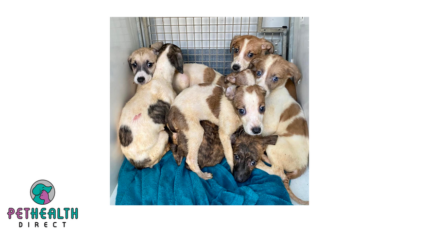 Mum and puppies start new lives after being rescued from ‘unsanitary’ conditions