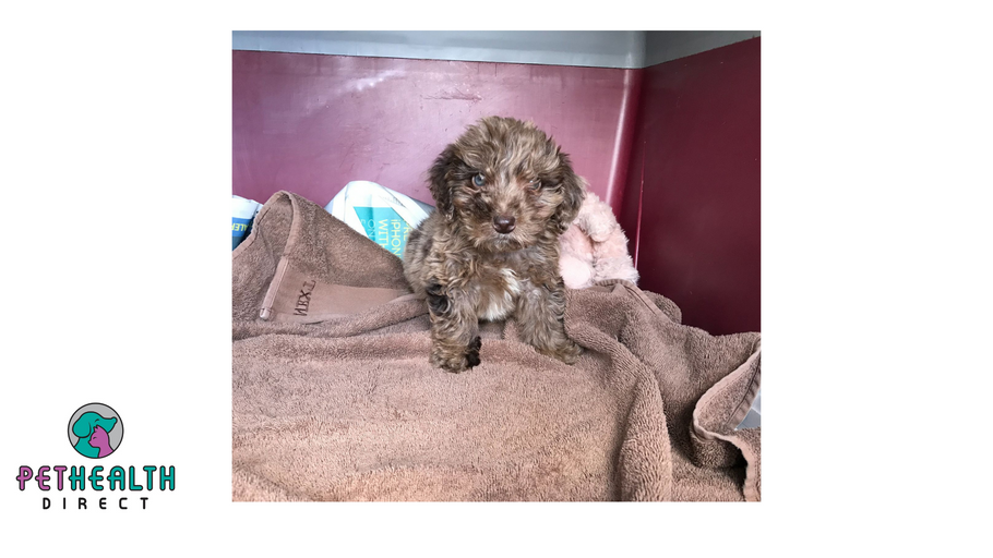 Tiny cockerpoo puppy who couldn't use back legs dumped in woods inside rucksack