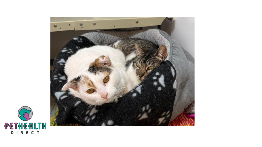 RSPCA appeals to find home for golden oldie mother and daughter duo