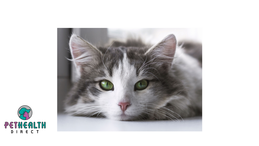 Animal charity shares money-saving tips for cat owners