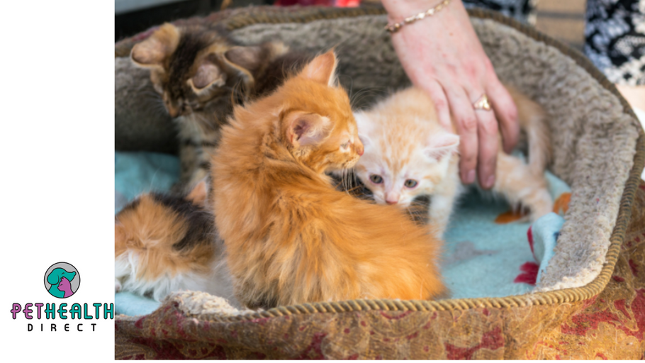 Cat charity issues buyer beware warning as online sales rise