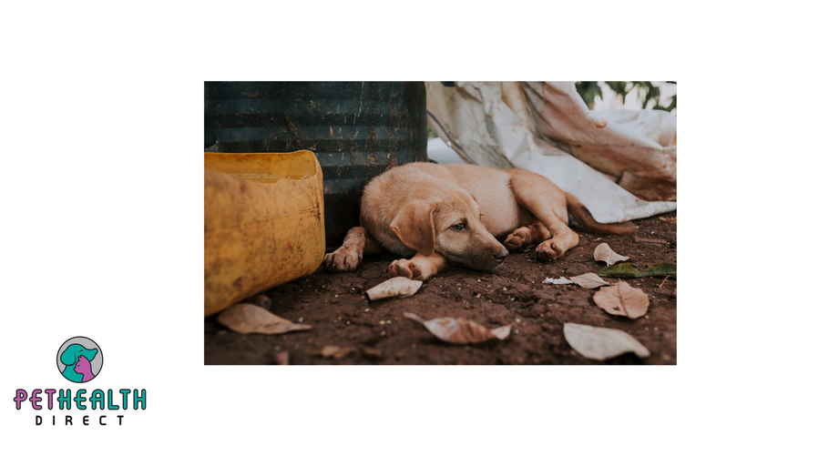 Helping animals in Ukraine - RSPCA has pledged £20,000 to international animal charity FOUR PAWS’ appeal