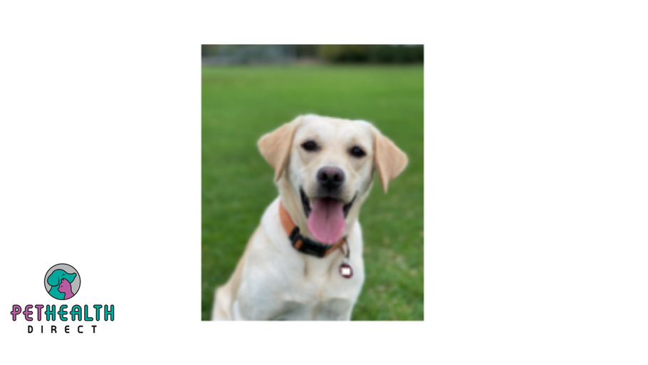 Labrador who had never ever been on a lead is rescued from puppy farm and has now transformed into a crime-fighting police dog!
