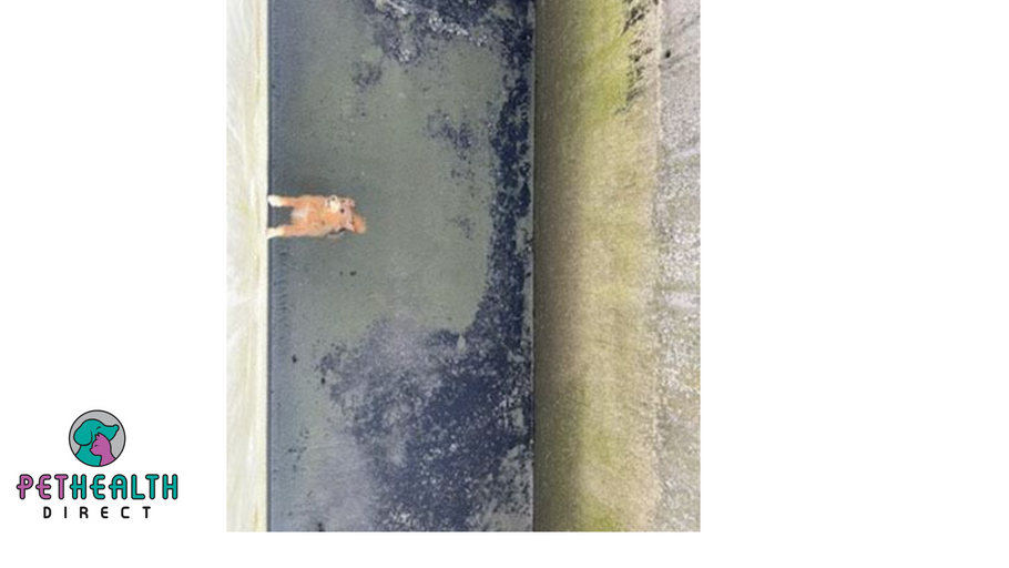 Dog who fell into 12ft-deep gully at sewage treatment plant is rescued