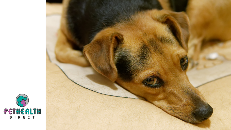 Charity warns: “Beware of autumn dangers to pets”