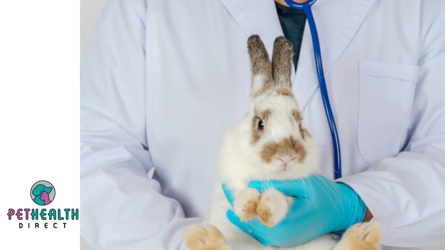 RSPCA highlights importance of vaccinations after outbreak of disease sees 16 rabbits sadly die